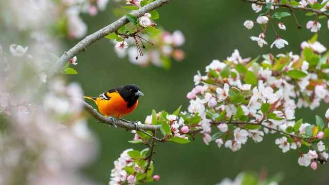 first-image-background